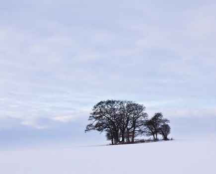 Mark-Bauer-Winter-Trees