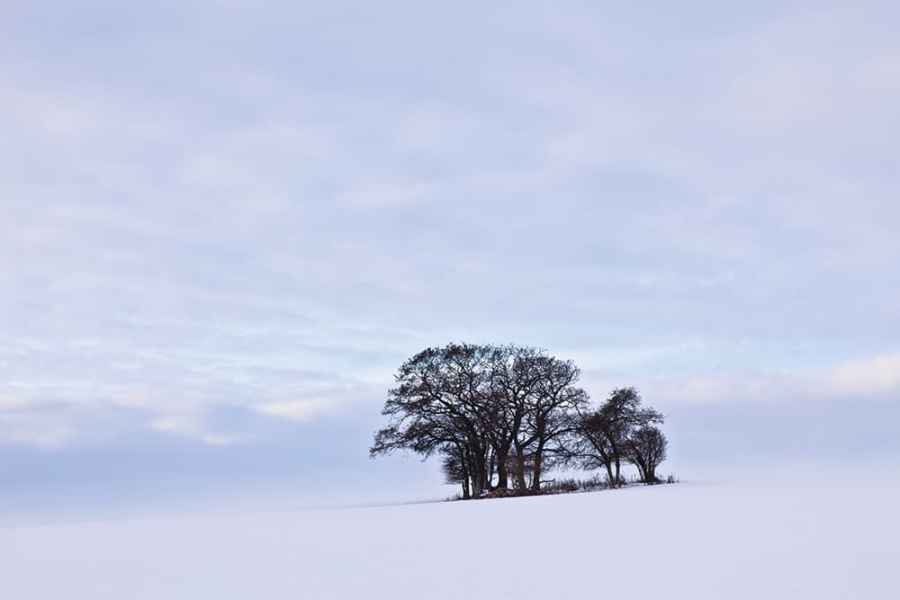 Mark-Bauer-Winter-Trees