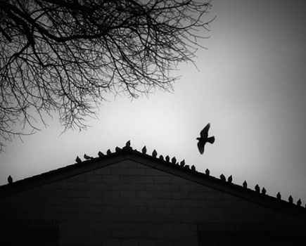 Russ-Barnes-colony-of-pigeons
