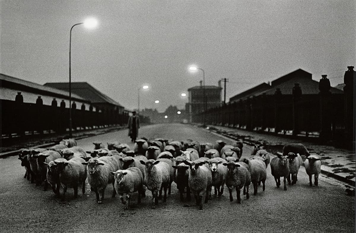 Sheep going to the Slaughter, Early Morning, near the Caledonian Road, London, 1965