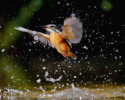 Andrew Mason kingfisher in motion