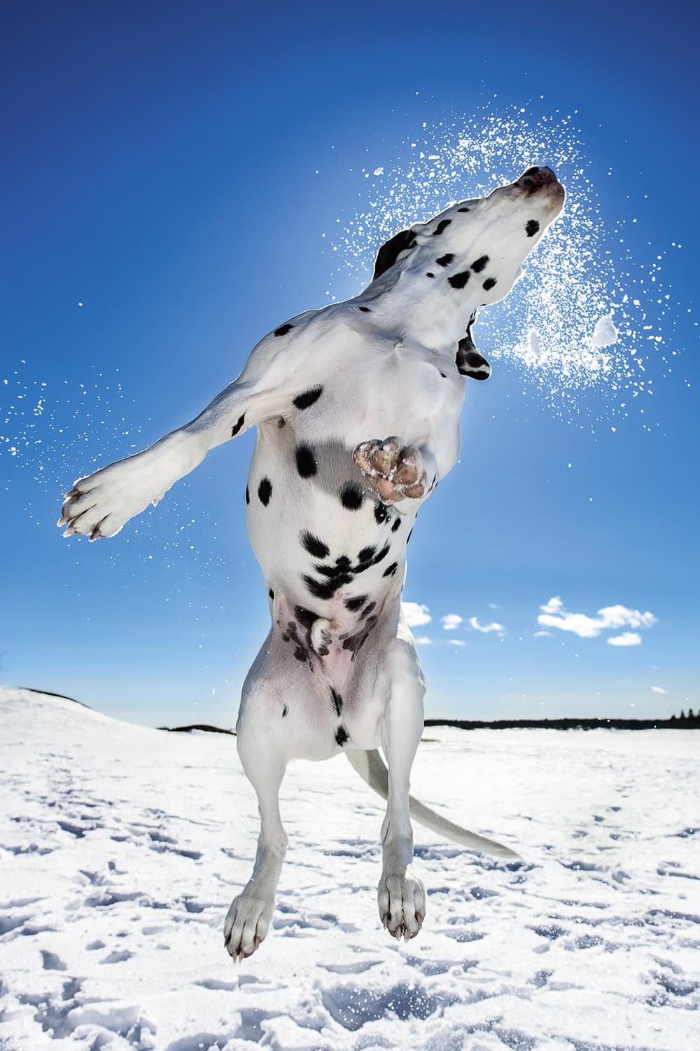 Dog Photographer of the Year 2015 Dogs at Play 3rd Place Daniel Nygaard The Kennel Club
