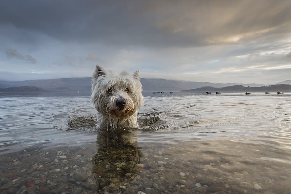 Dog Photographer of the Year 2015 Dogs at Play winner Tom Lowe The Kennel Club
