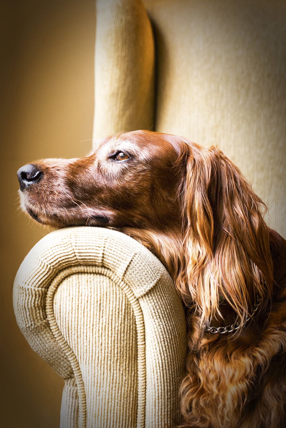 Dog Photographer of the Year 2015 Oldies 2nd Place Adriana Bernal The Kennel Club