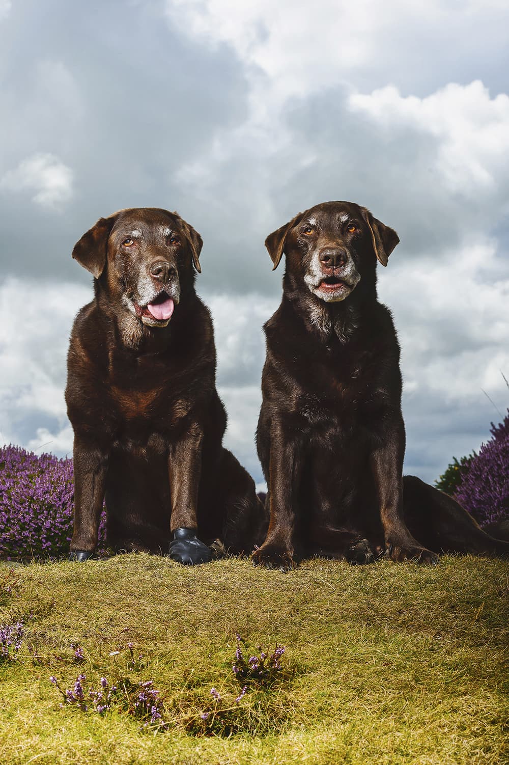 Dog Photographer of the Year 2015 Oldies 3rd Place Jonathan Yearsley The Kennel Club