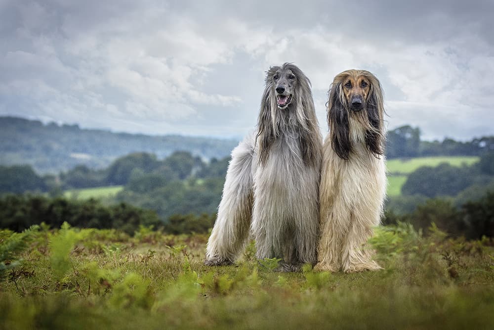 Dog Photographer of the Year 2015 Portrait winner Jamie Morgan The Kennel Club