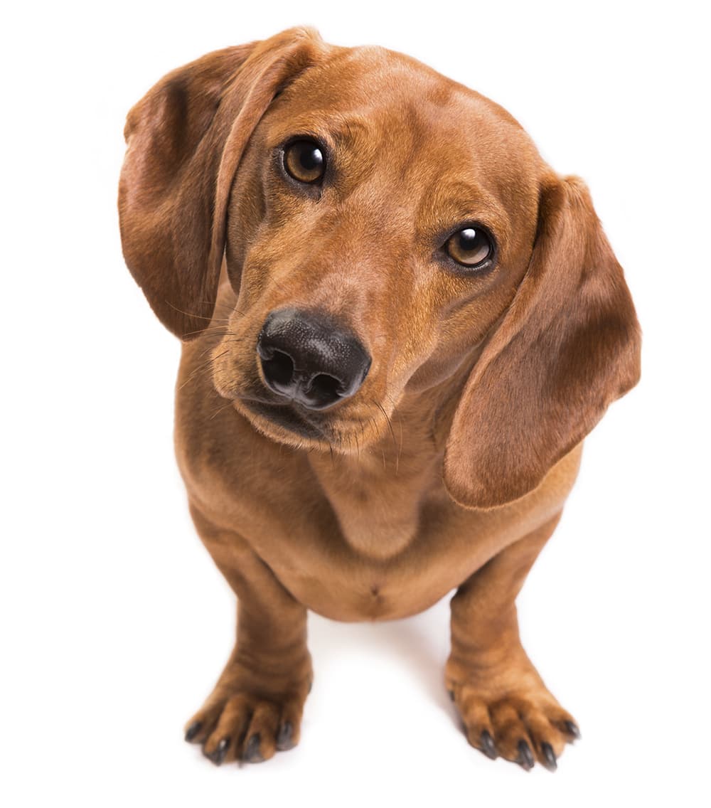 Elke Vogelsang dog photography dog with tilted head