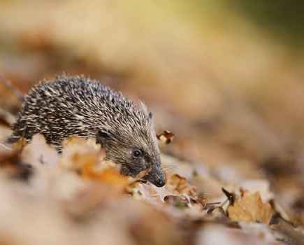 Hedgehog-in-autumn Paul-Hobson
