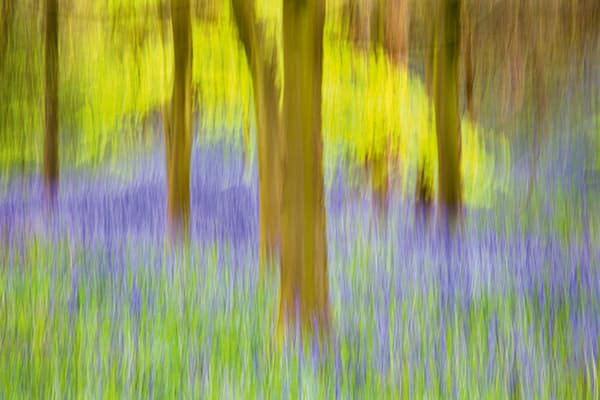 The strong verticals of tree trunks make a fitting subject for fast, vertical camera movement