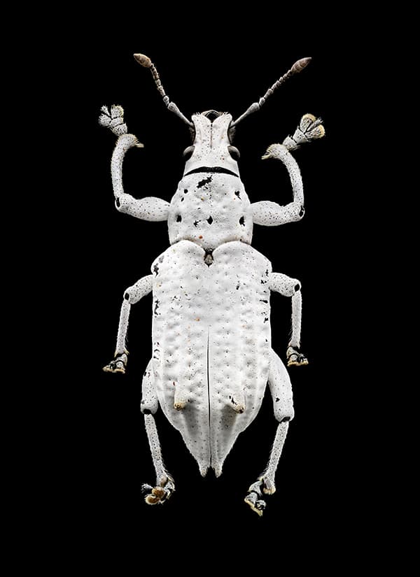 Short-Nosed-Weevil