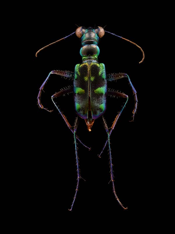 Tiger beetle (Coleoptera, Carabidae)
