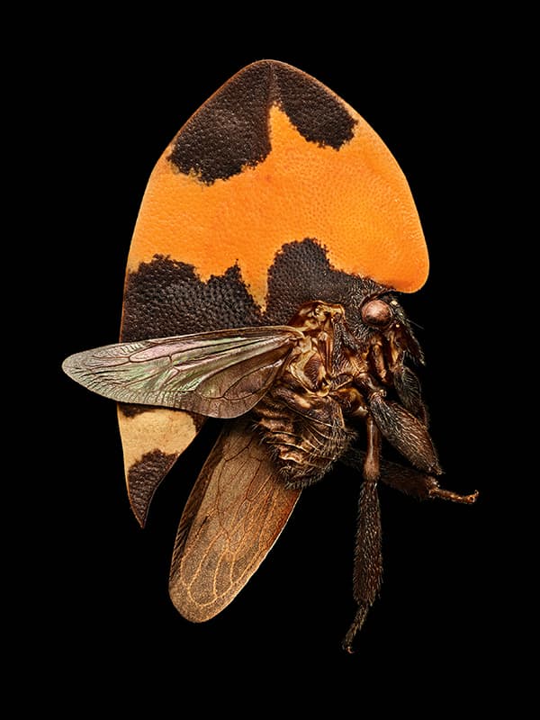 Treehopper (Hemiptera, Membracidae)