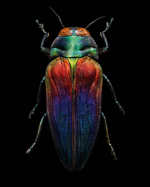 Tricoloured jewel beetle (Coleoptera, Buprestidae)