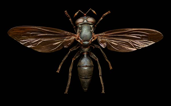 Wasp mimic hoverfly (Diptera, Syrphidae)