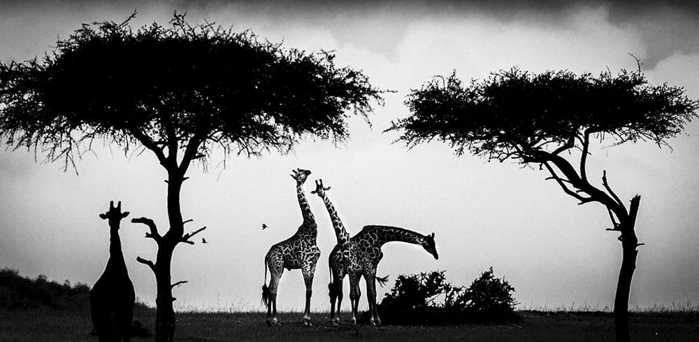 laurent baheux silhouettes giraffes