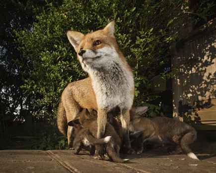 sam hobson british wildlife photography