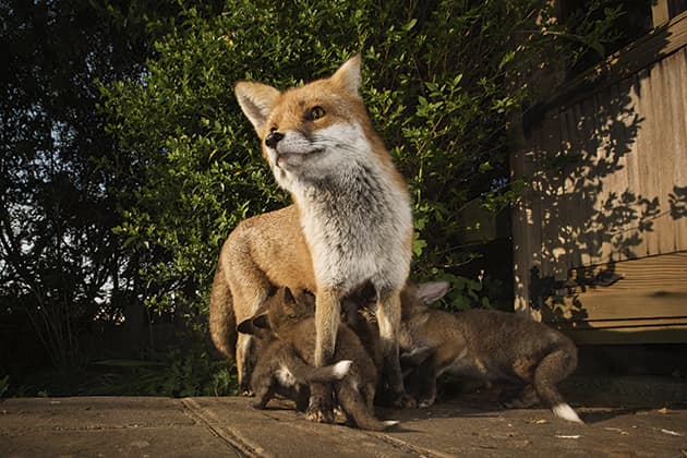 sam hobson british wildlife photography