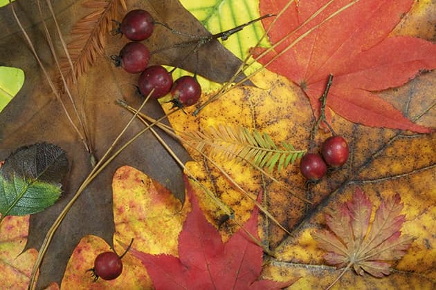autumn macro tracy calder leaves and berries