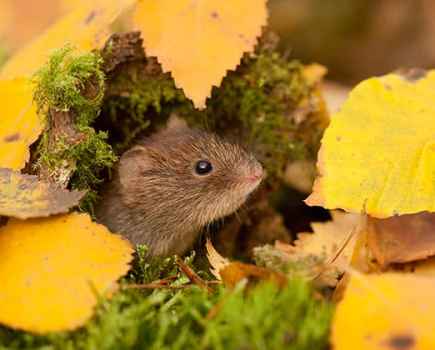 Paul Hobson bank vole