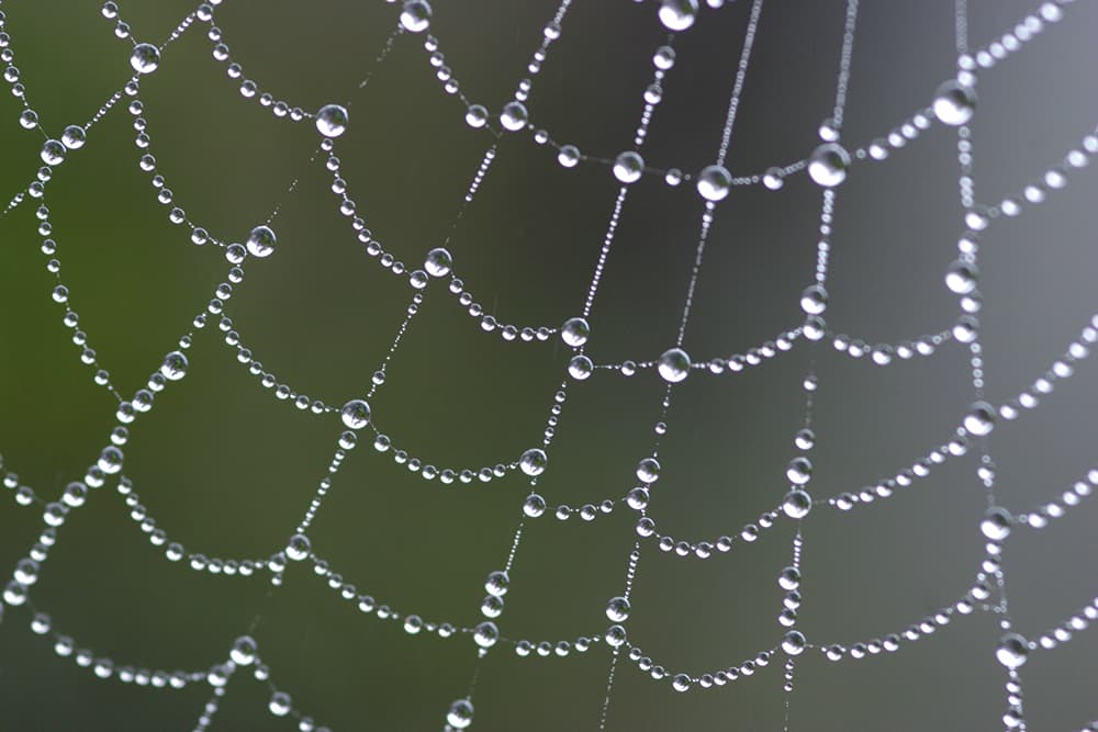 autumn macro tracy calder spider web