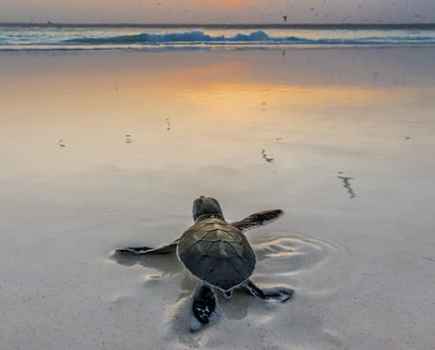 Art Wolfe Green Sea Turtle Hatchling