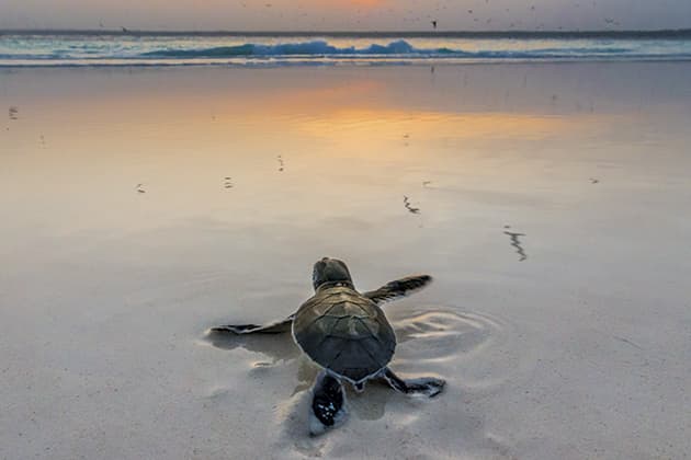 Art Wolfe Green Sea Turtle Hatchling