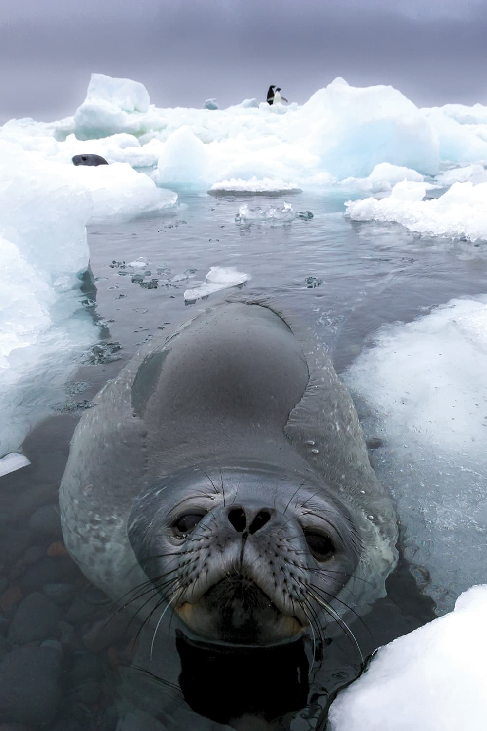 Art Wolfe Weddell Seal