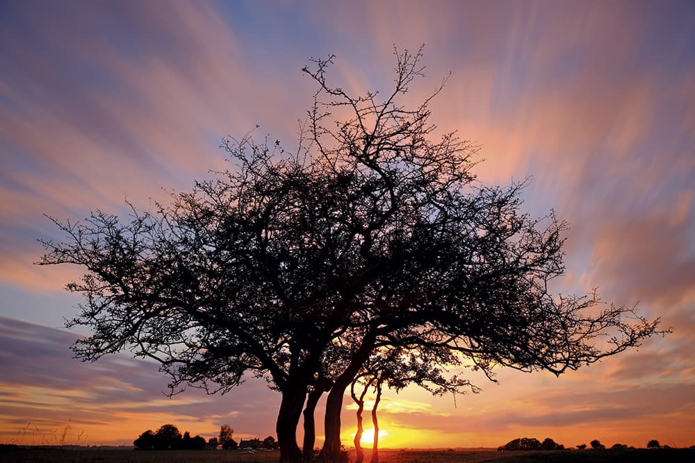 Pete Reed Mums Favourite Tree