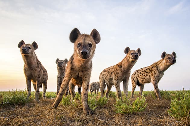 Will Burrard-lucas spotted hyenas