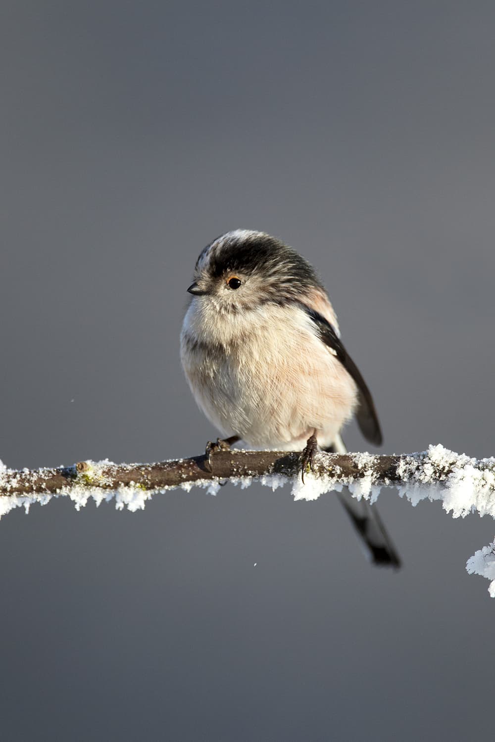 Mark Sisson Long-Tailed Tit on frosty branch