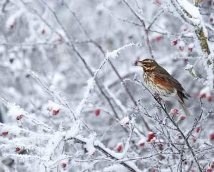 Mark Sisson redwing in frosty hedgerow