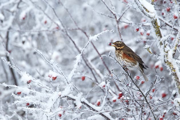 Mark Sisson redwing in frosty hedgerow