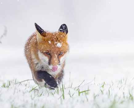 Oscar Dewhurst Foxes
