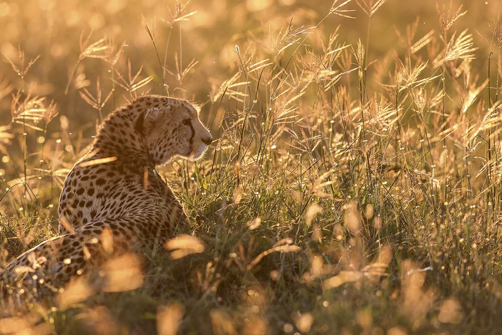 Sacred Nature Cheetah at dusk