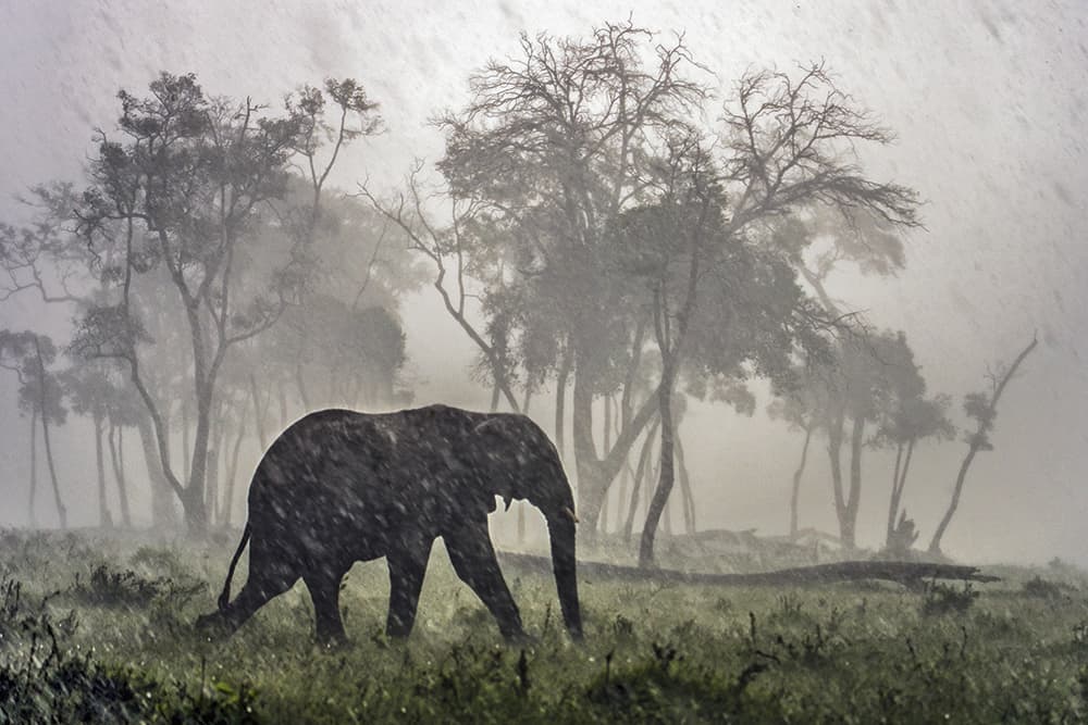 Sacred Nature Elephant and hail storm