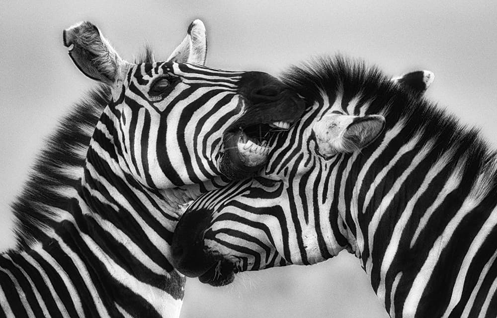 Sacred Nature Zebra stallions fighting