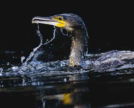 Oscar Dewhurst cormorant with bubbles on face