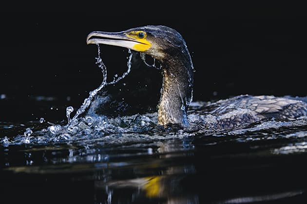 Oscar Dewhurst cormorant with bubbles on face