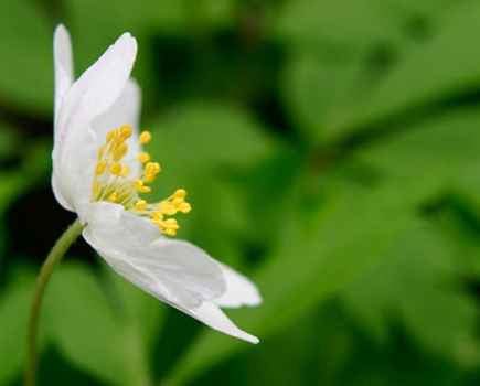 Tracy Calder Woodland flower