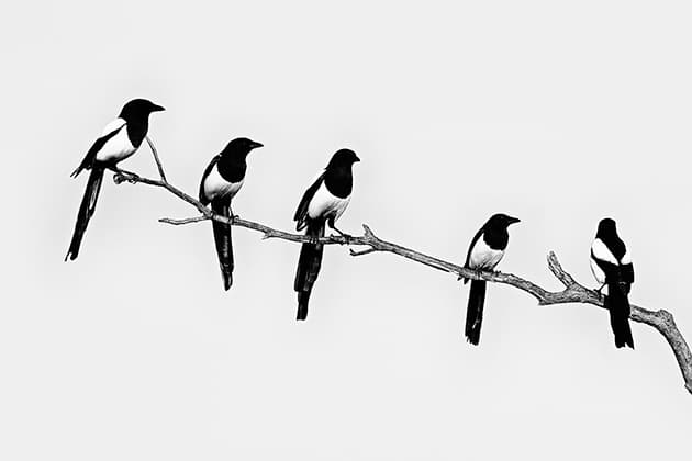 David Tipling Monochrome birds