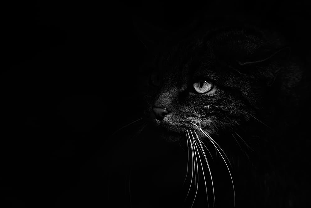 David Tipling monochrome cat