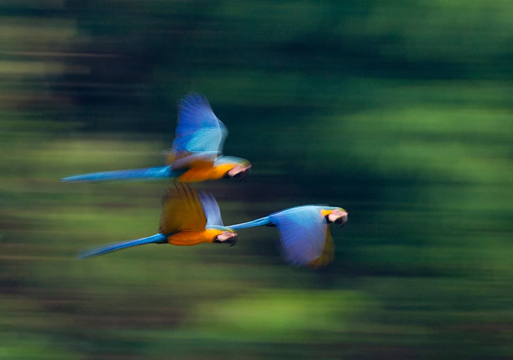 David Tipling monochrome macaw flying colour