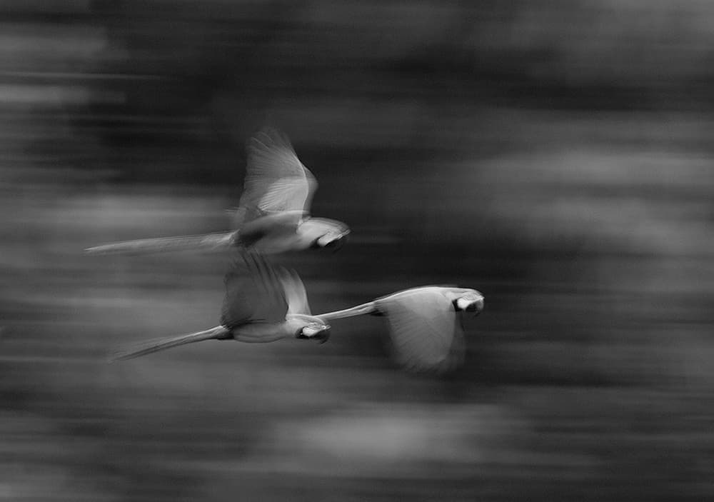 David Tipling monochrome macaws