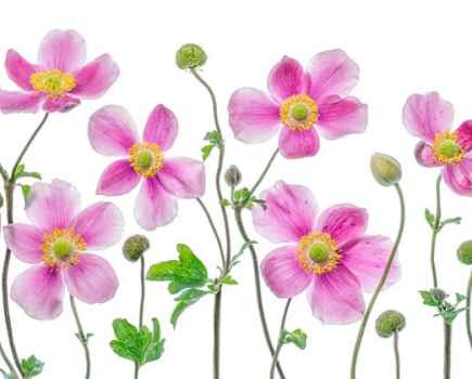 Mandy Disher florals Japenese anemone