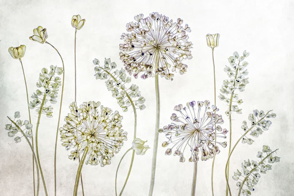 Mandy Disher florals change background