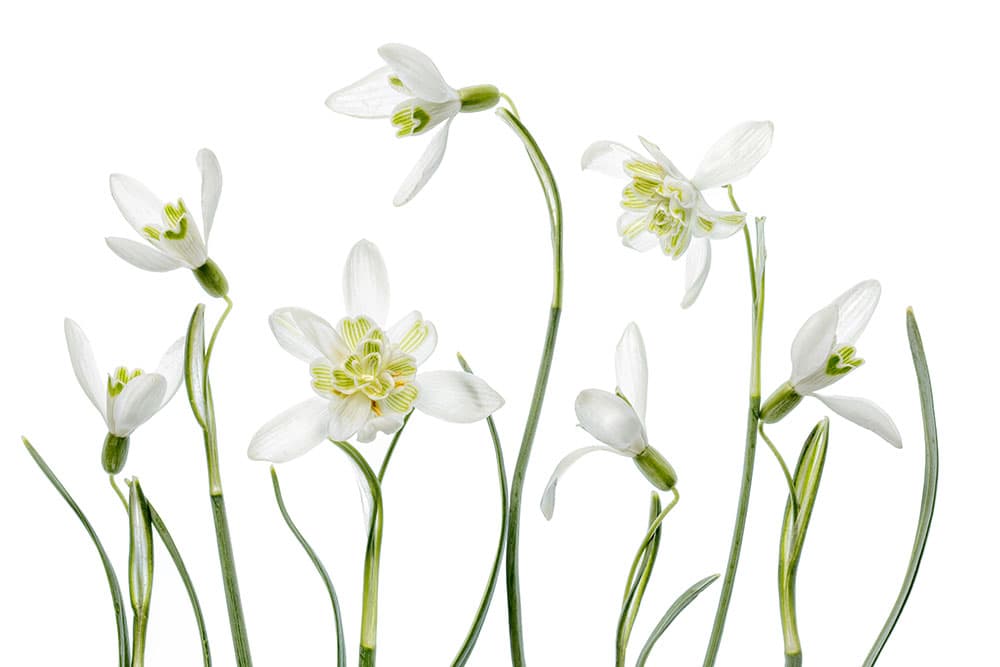 Mandy Disher florals use glass on light pad