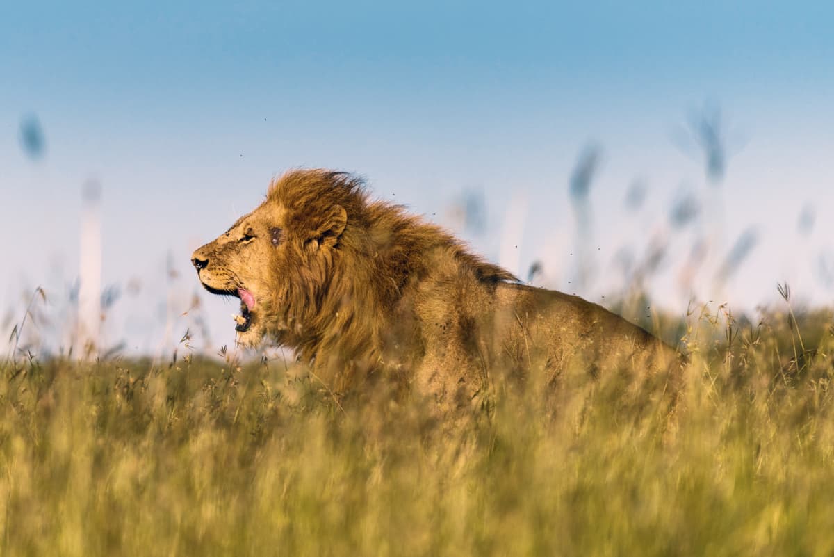 Nikkor 80-400mm f/4.5-5.6G ED VR Field Test in Kenya | Amateur