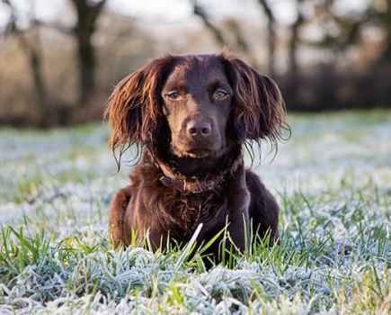 Pet Portraits Hollie Latham Hucker