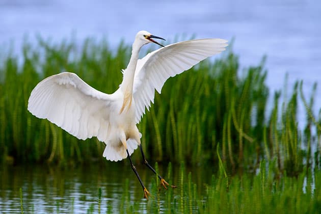Little egret calling on landing