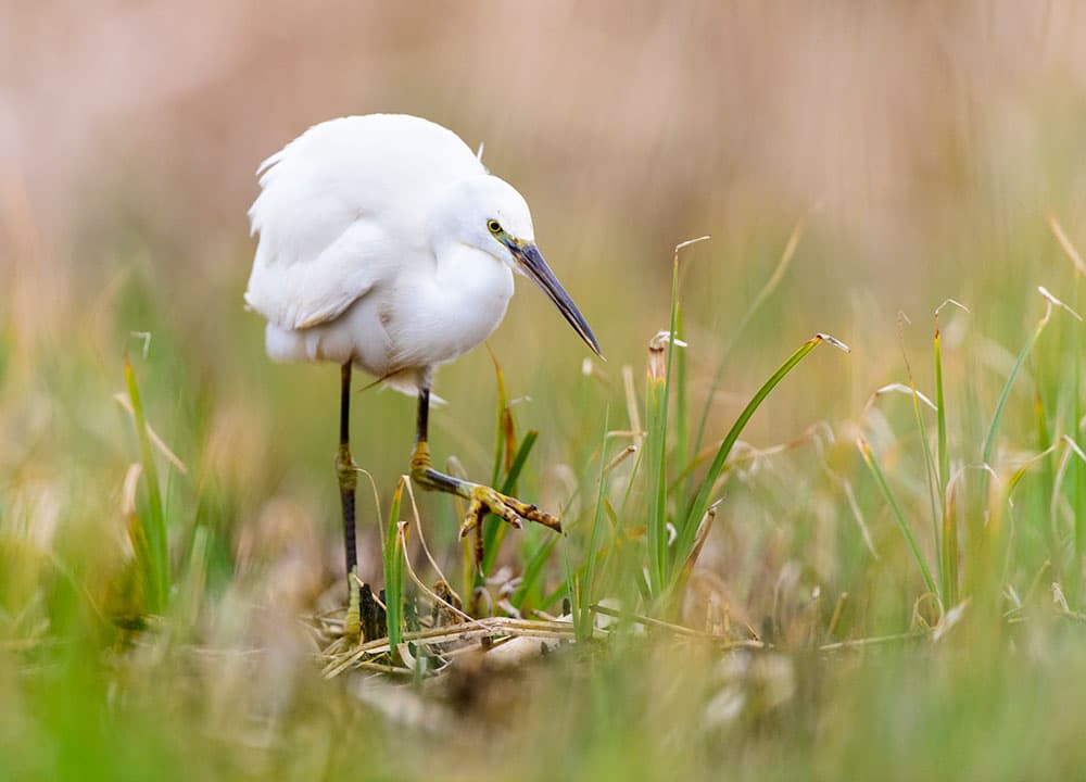 Little Egret - Facts, Diet, Habitat & Pictures on